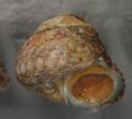 Gibbula pennanti